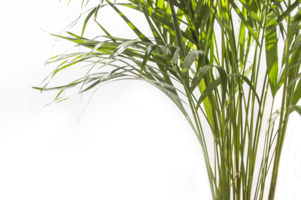 How to Trim Areca Palms » Tips on Knowing When to Prune