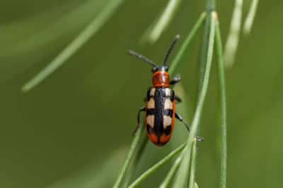 asparagus-beetle