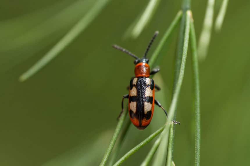 Figeater Beetle » Tips on Identification & Control