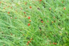 asparagus-berries