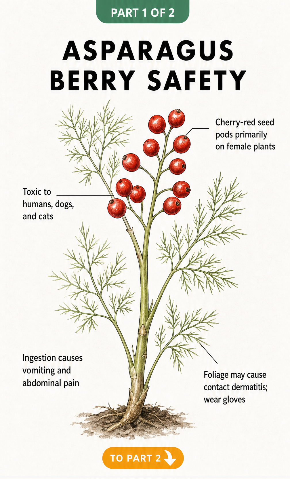 Botanical illustration of an asparagus shoot with red berries, highlighting toxicity to humans and pets.