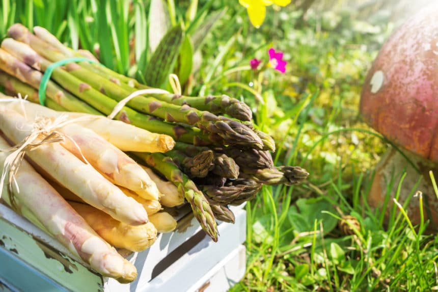 Asparagus Fertilizer » What, How & When to Feed