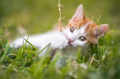 asparagus-fern-cats