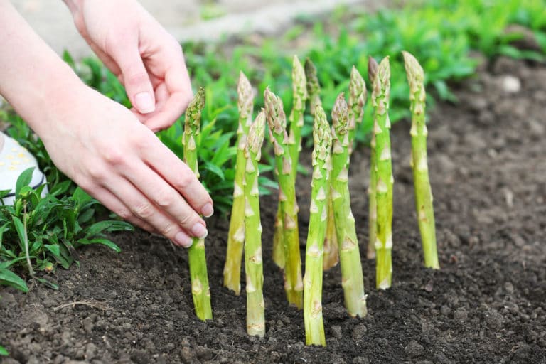 When to Cut Back Asparagus » Top Pruning Tips