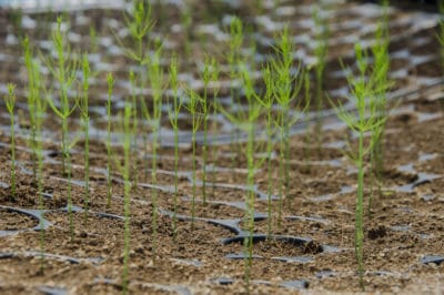 asparagus-seedlings