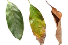 avocado-tree-leaves-turning-brown