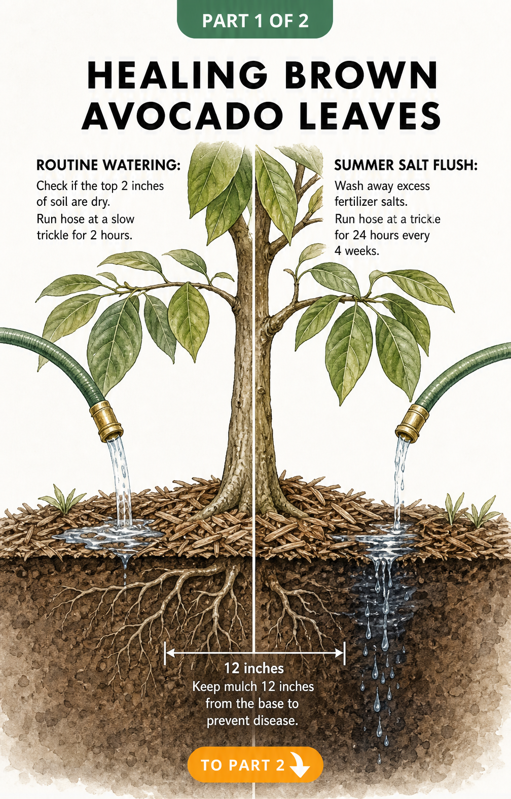 Botanical illustration showing routine watering and a summer salt flush to heal brown avocado leaves