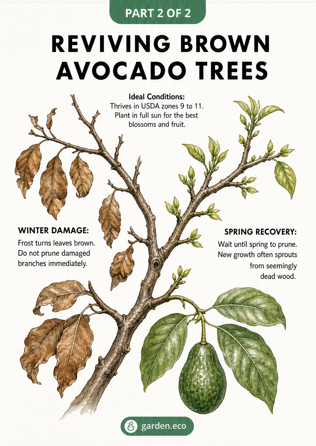 Botanical illustration showing an avocado branch recovering from winter frost damage with new spring growth