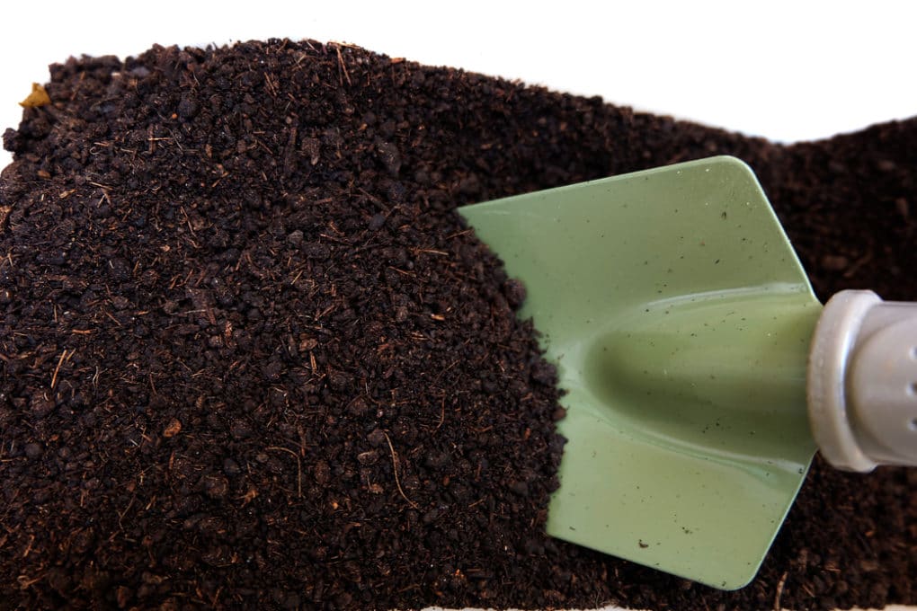 Lucky Bamboo Fertilizer » How to Feed them Right