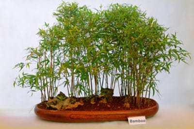 bamboo-house-plant