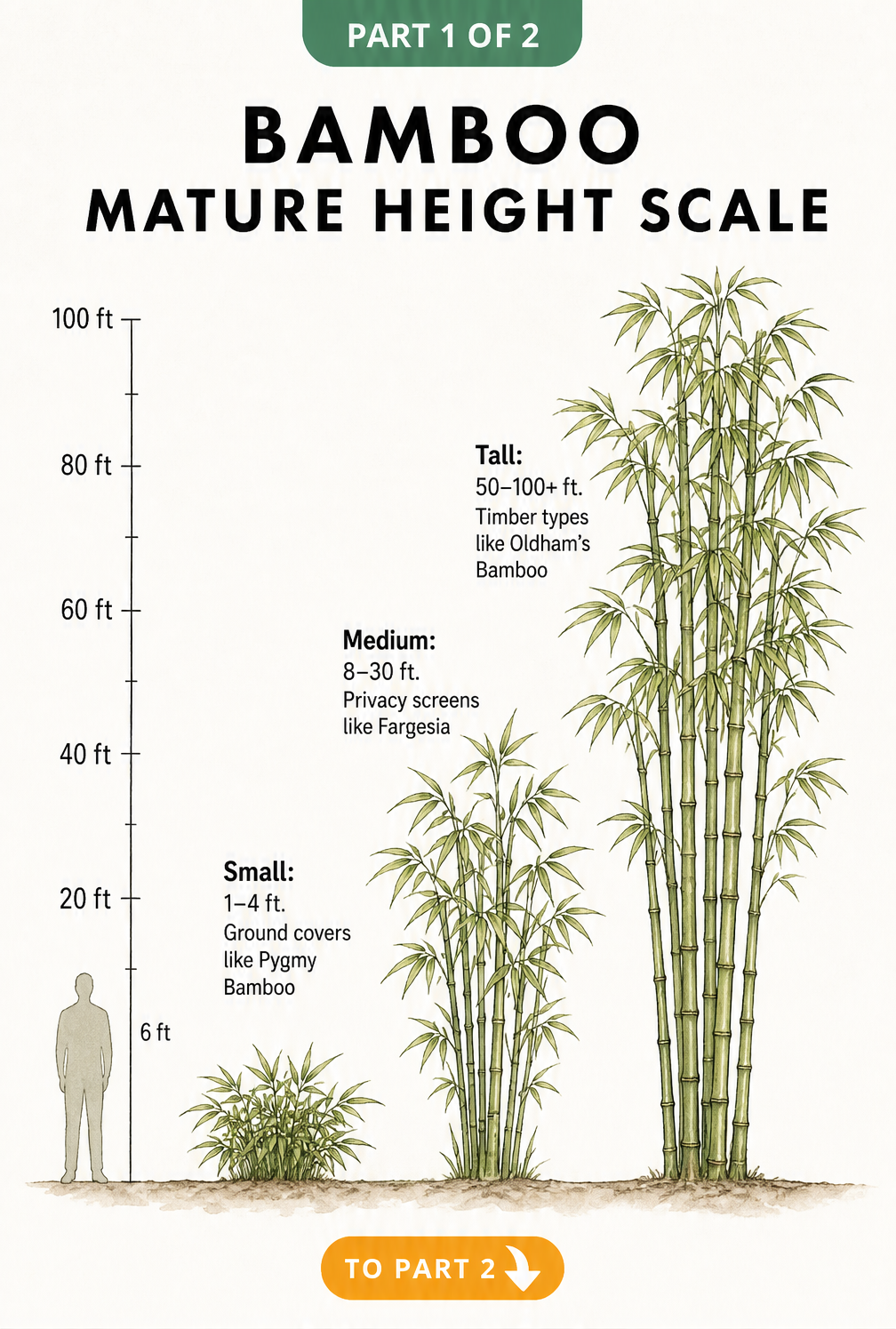 Illustration showing the mature heights of small, medium, and tall bamboo varieties compared to a 6-foot person