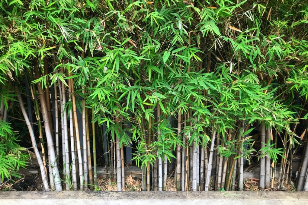 Do Bamboo Plants Need Sun? » Some Like it Hot!