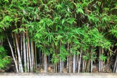 bamboo-plant-care