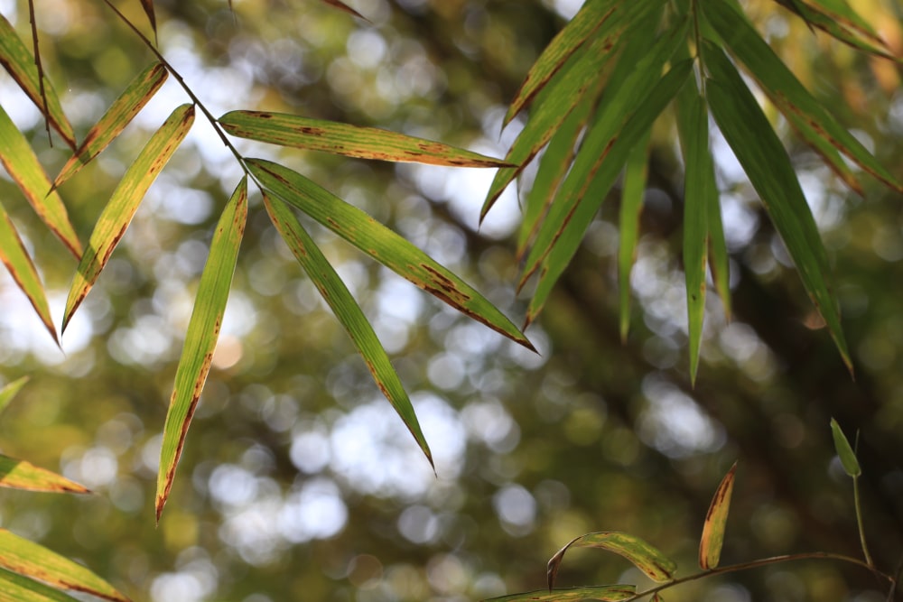 Bamboo Turning Yellow Help Tips Diagnosing Preventing