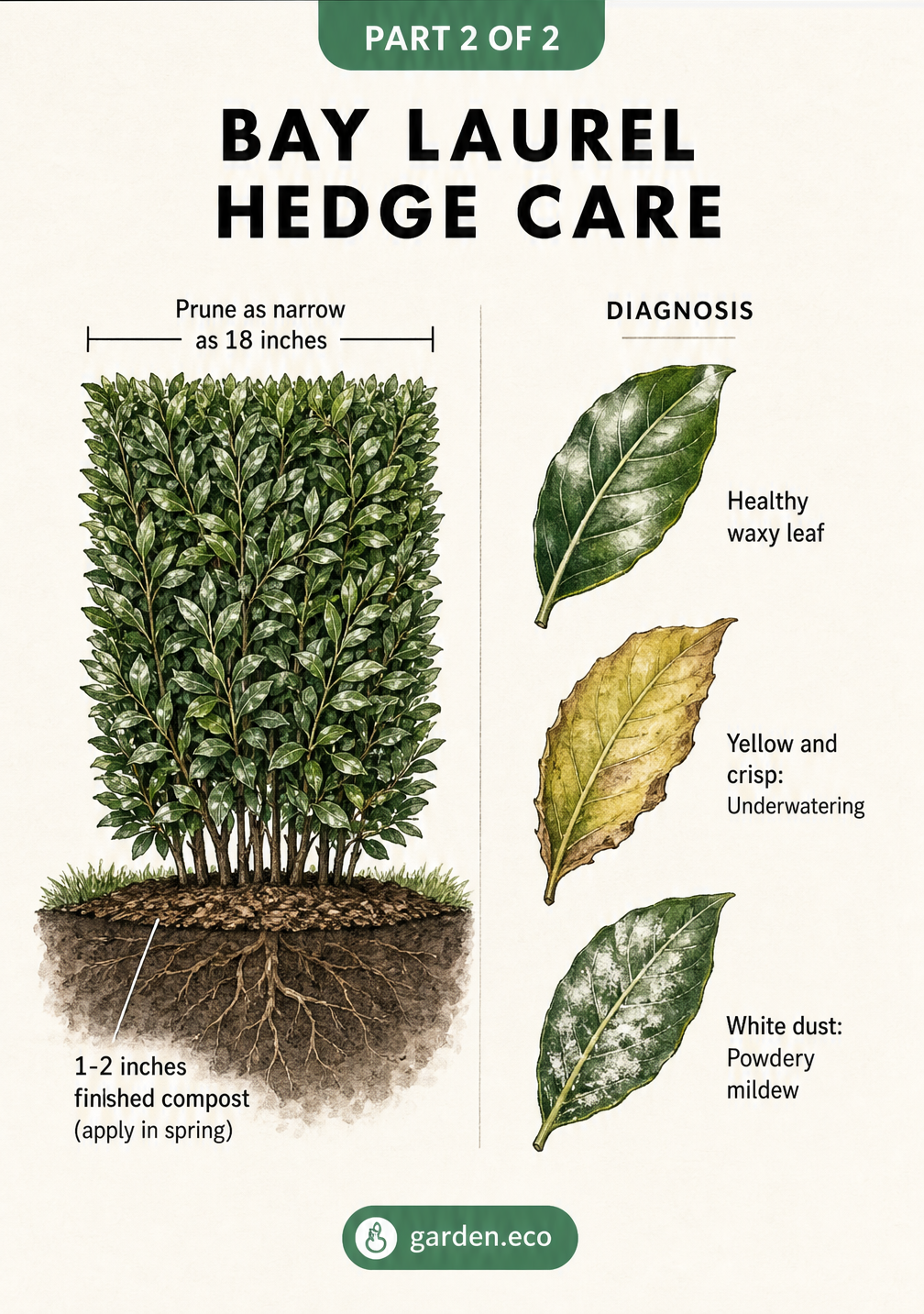 Illustration of bay laurel hedge care showing pruning width of 18 inches, spring compost application, and leaf diagnosis for underwatering and powdery mildew.