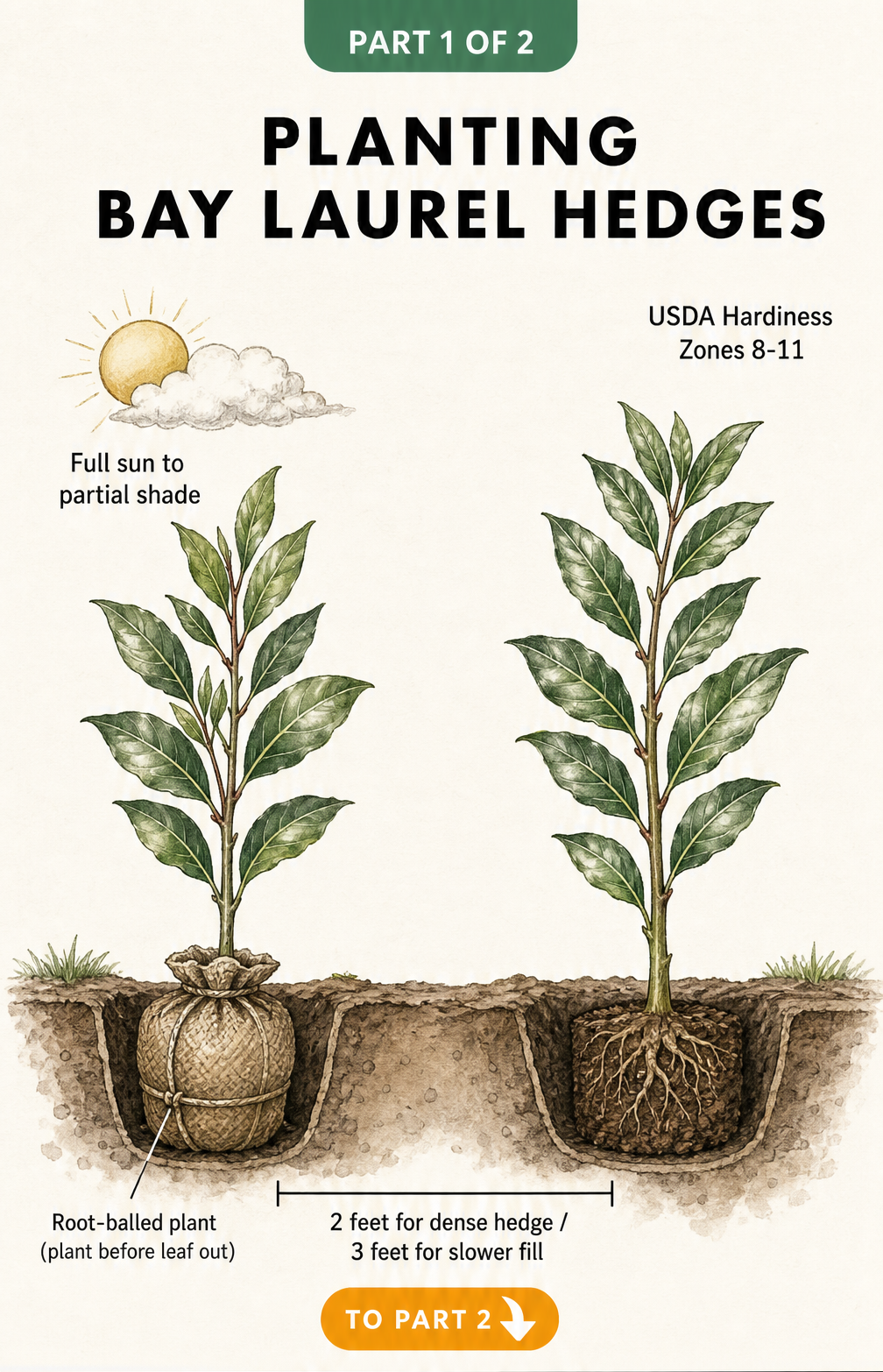 Botanical illustration showing how to plant a bay laurel hedge, including root-balled plants, spacing of 2 to 3 feet, full sun to partial shade, and USDA...