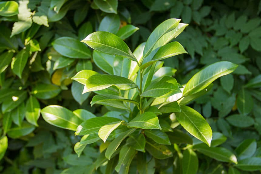 Bay Laurel Hedge » Top Growing Tips