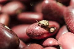bean-beetle