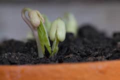 bean-germination