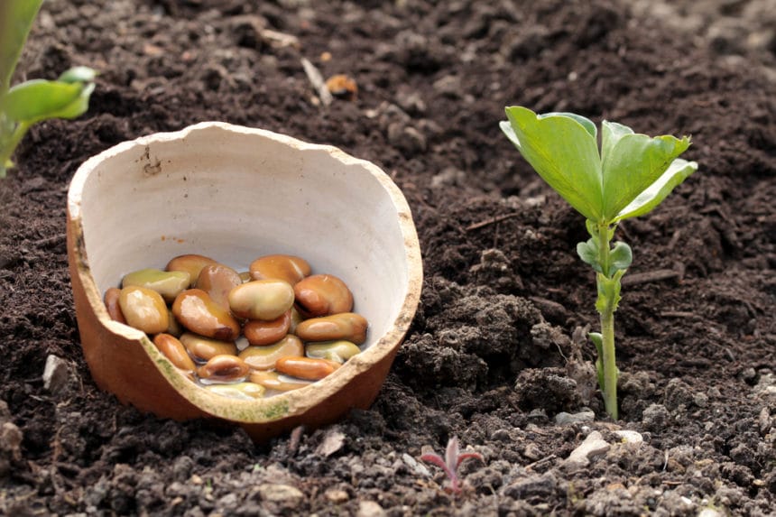 Bean Inoculant and Reasons for Its Importance