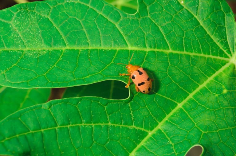 Bean Beetles » Top Facts on Identification & Control
