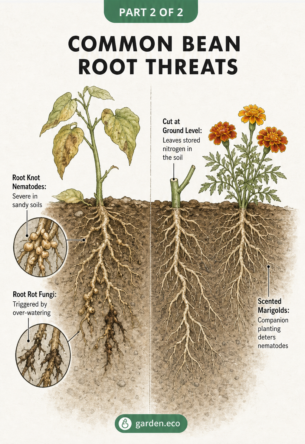 Illustration of common bean root threats like root knot nematodes and root rot, alongside preventive measures like companion planting marigolds.