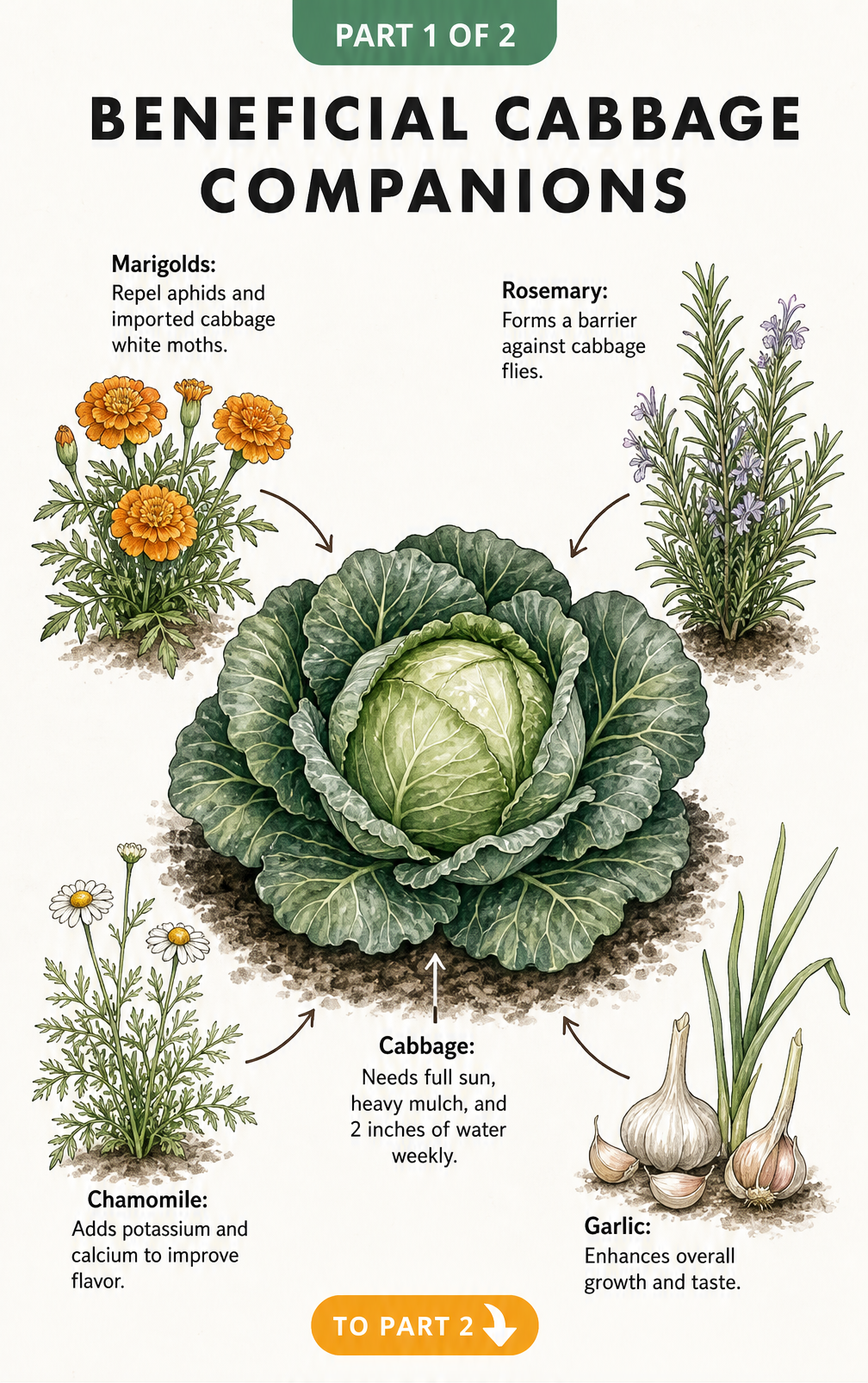 Botanical illustration showing cabbage surrounded by beneficial companion plants like marigolds, rosemary, chamomile, and garlic.