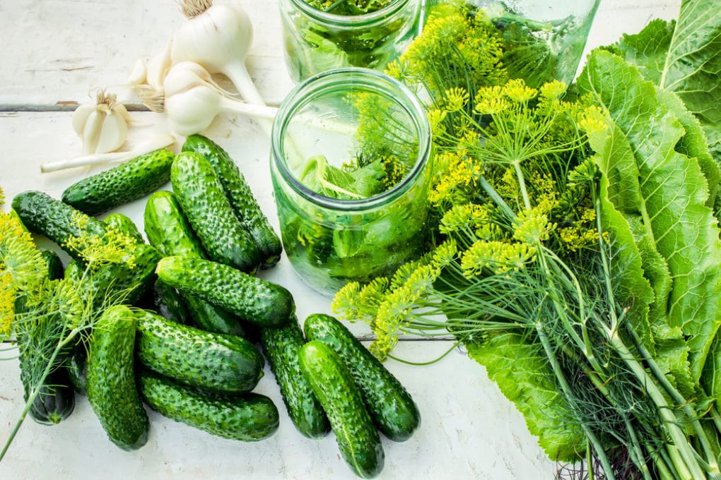 Best Cucumbers for Pickling » Picking Your Picklers