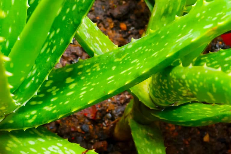 Repotting Aloe Vera » Top Tips on How and Why