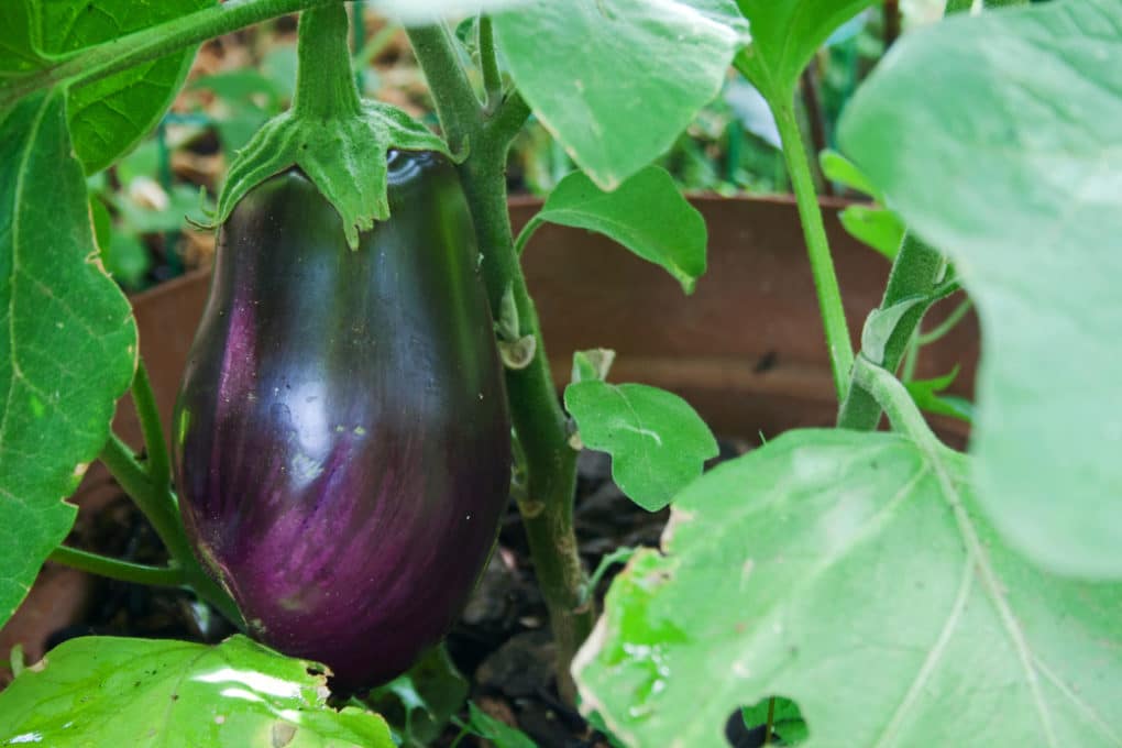 Growing Japanese Eggplant in Containers is as Easy as Pie