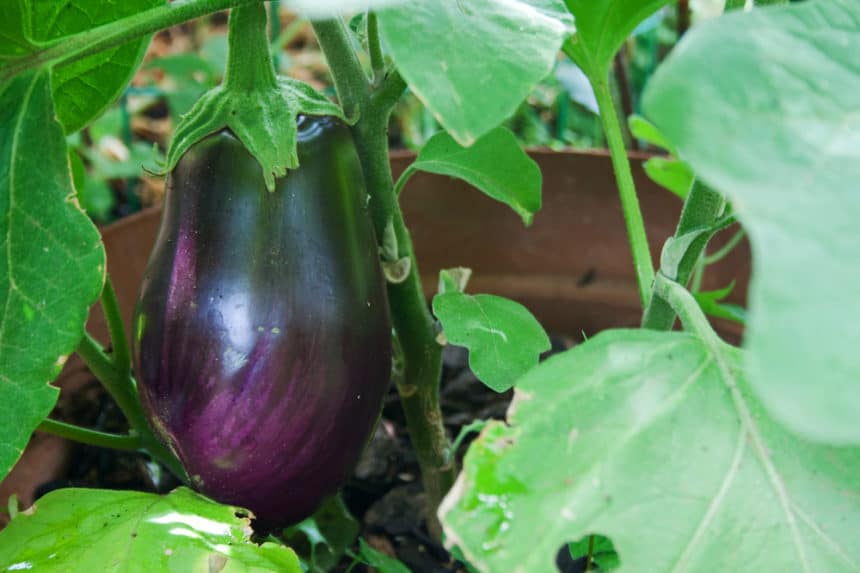 When to Pick Black Beauty Eggplant » Top Tips