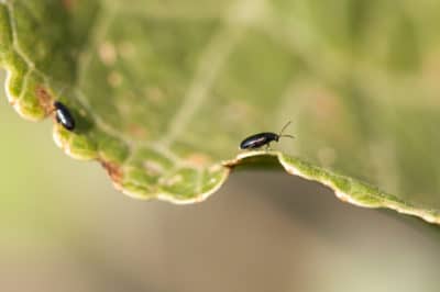 eggplant bugs leaves pests garden control flea beetles