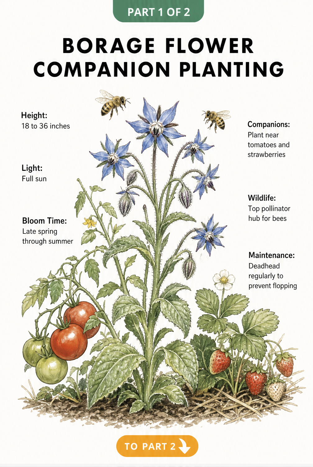 Botanical illustration of a borage plant showing companion planting with tomatoes and strawberries, plus care tips.