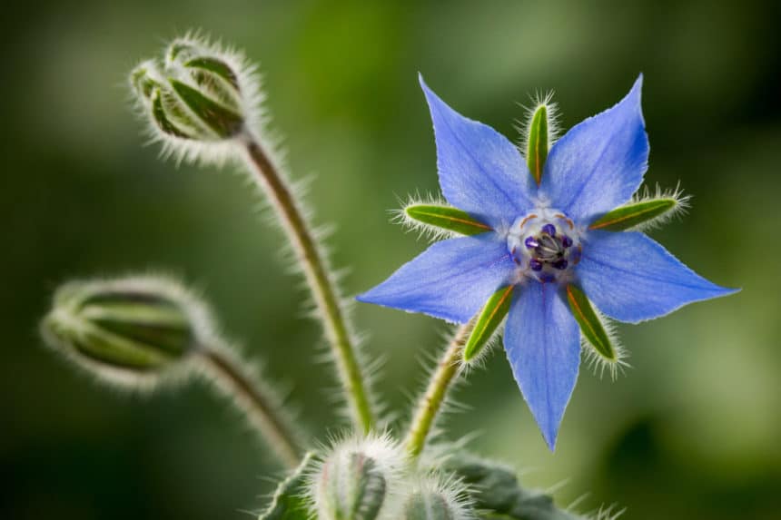 Borage Flower » More Than Just a Bloom