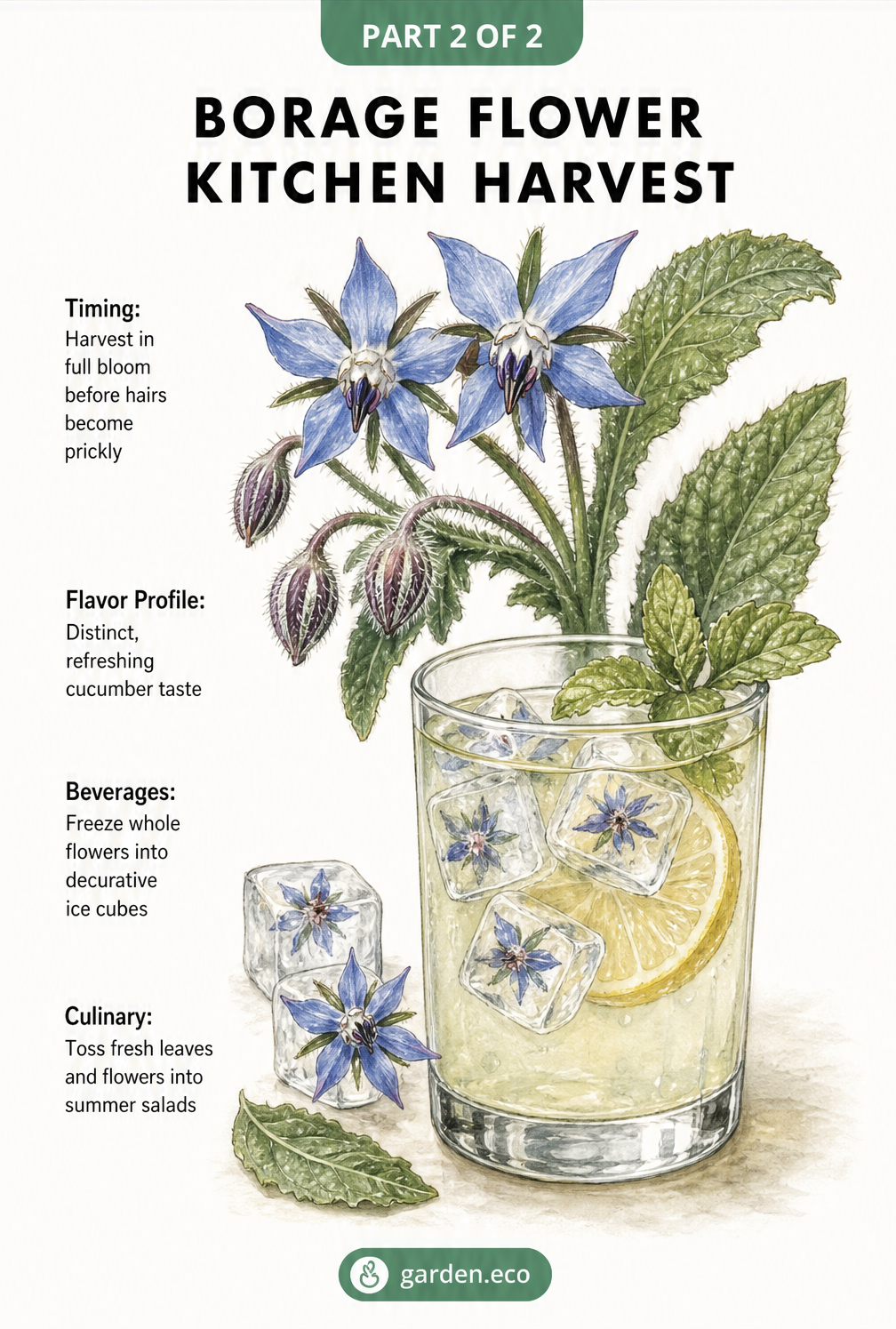 Illustration of borage flowers and leaves next to a glass of summer lemonade with floral ice cubes.