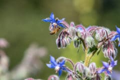 borage-uses