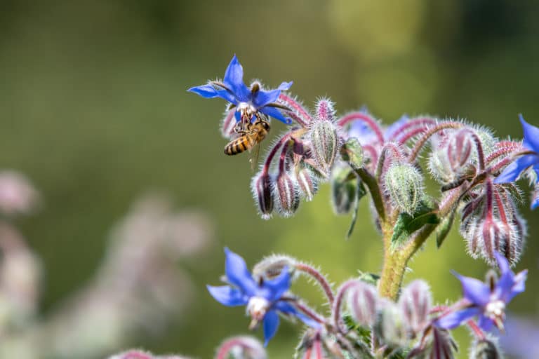 Borage Uses » A Multifunctional Plant