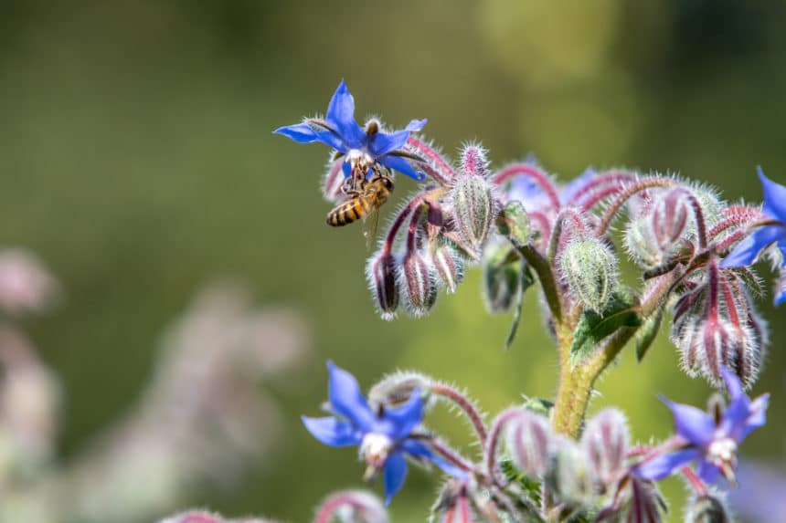 What is Borage? » Everything You Need to Know