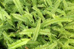 boston-fern-care