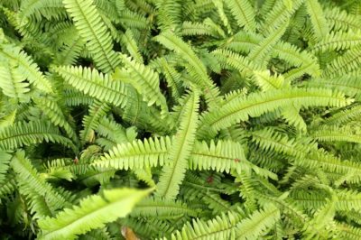 boston-fern-care