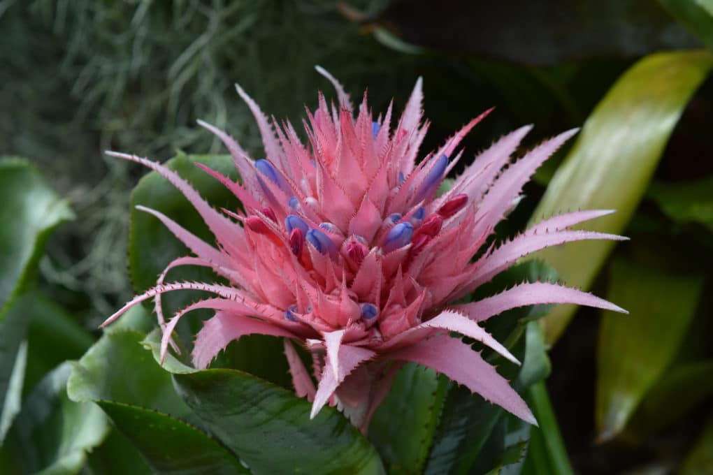 Bromeliad Pups » Facts About the Babies