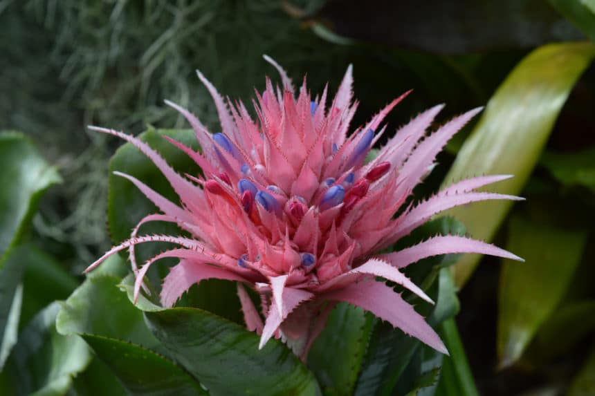 What is a Bromeliad? » All The Top Facts