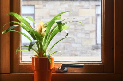 bromeliad-care-indoor