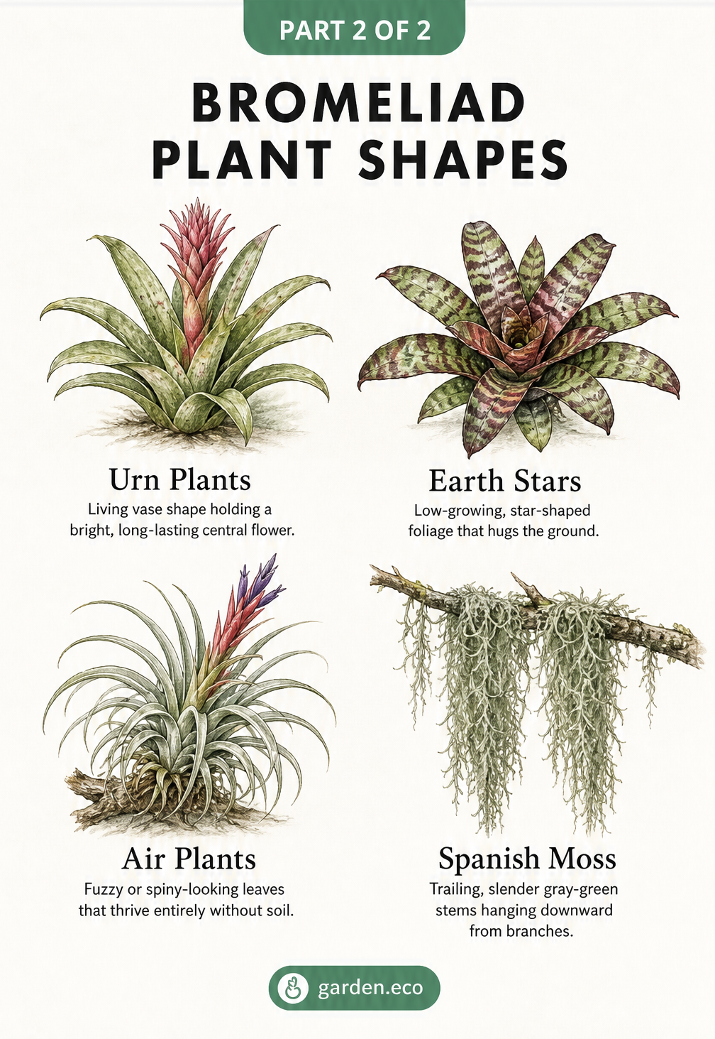 Botanical drawings of four bromeliad plant shapes: urn plants, earth stars, air plants, and Spanish moss.