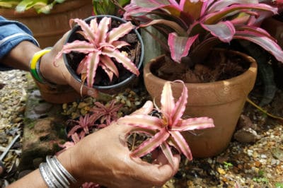 bromeliad-pups