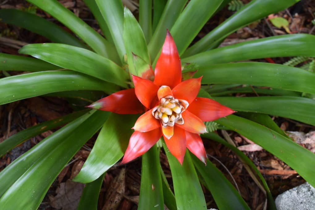 Bromeliad Pups » Facts About the Babies