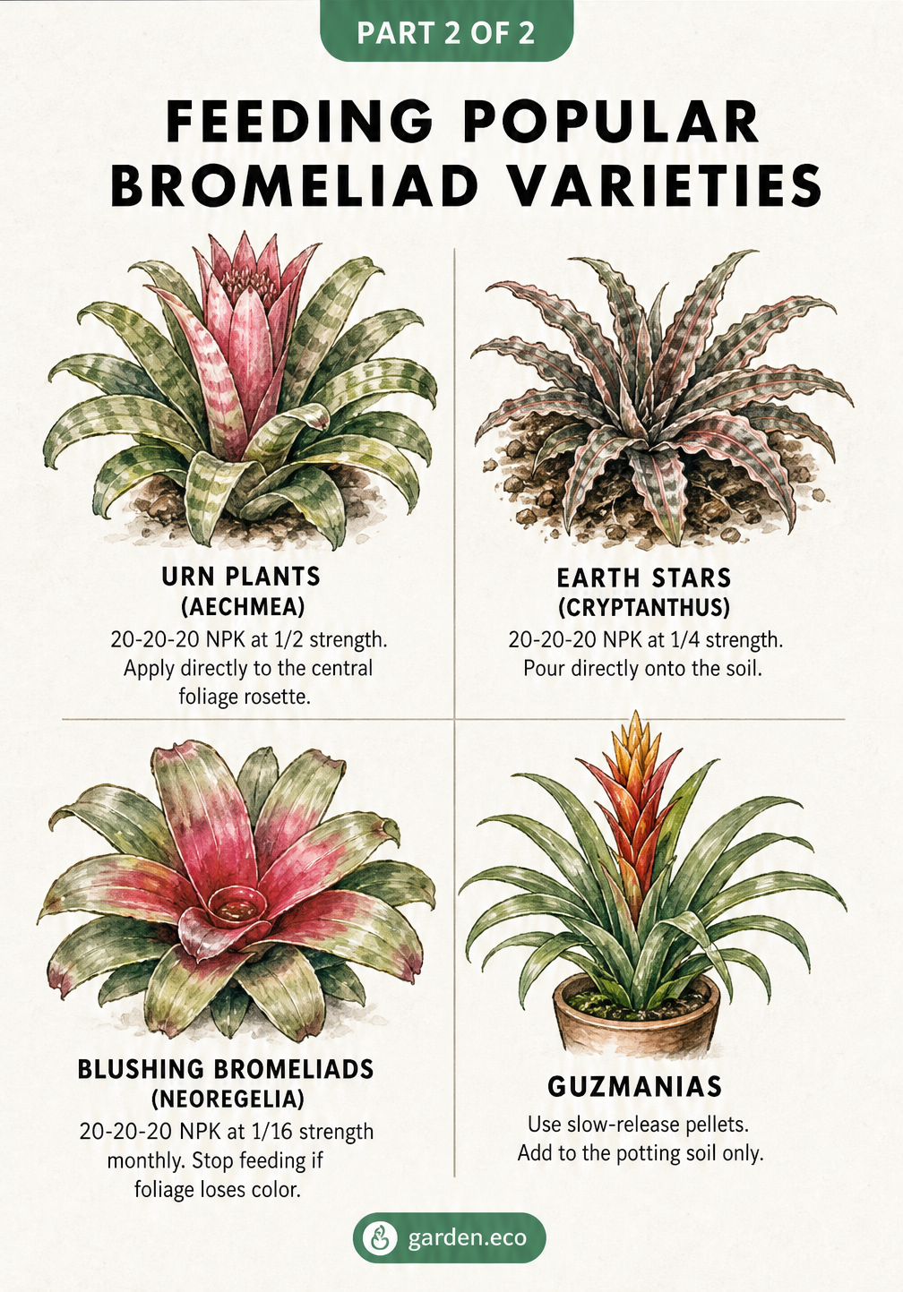 Botanical illustrations of four popular bromeliad varieties—Urn Plant, Earth Star, Blushing Bromeliad, and Guzmania—with specific fertilizer dosage...