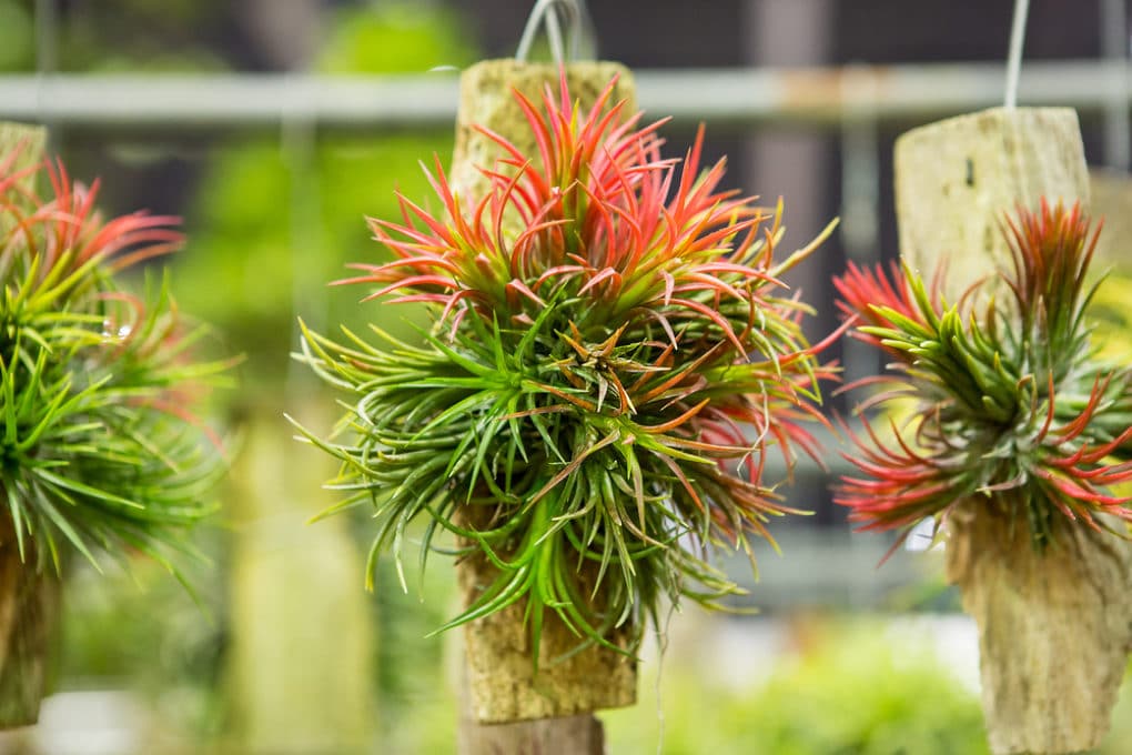 Bromeliad Soil » Top Tips for a Healthy Start