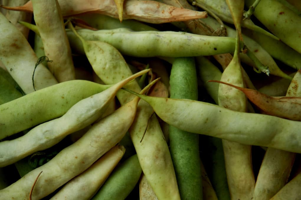 Brown Spots on Green Beans » Top Tips on Why