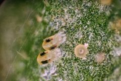 bugs-on-eggplant-leaves